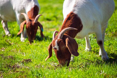 Goats eating grass on a daily farm in rural South Australia on a winter dayの写真素材