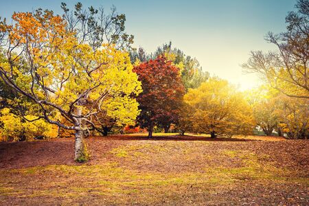 Beautiful and peaceful autumn scene with colourful trees in the park, Adelaide Hills region, South Australiaの写真素材