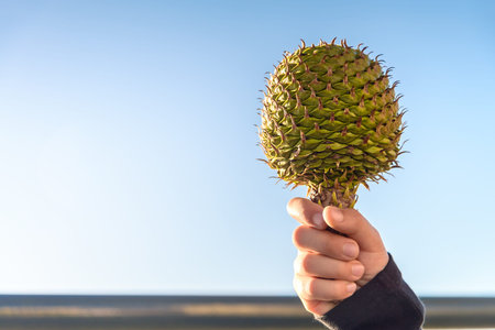 Child holding green pine cone in his hand at Glenelg, South Australia