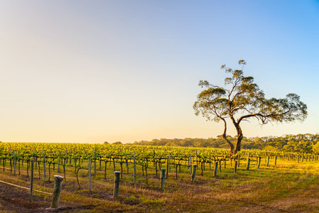 Onkaparinga River vineyard and a tree at sunset, South Australiaの写真素材