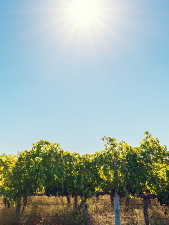 Coonawarra vineyards viewed from the Riddoch Hwy, South Australiaの写真素材