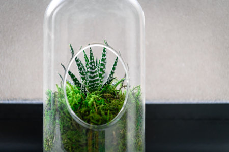 Succulent in a bottle mini garden as a terrarium next to a windowの写真素材
