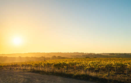 Grape vines in McLaren Vale at sunset, South Australia.の写真素材