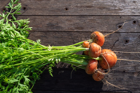 Fresh home garden bed grown organic carrots on barn wood table