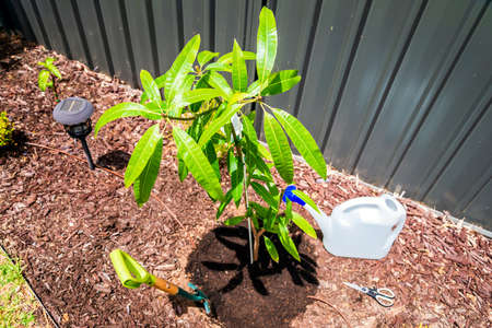 Planting a new mango tree on backyard in Australiaの写真素材