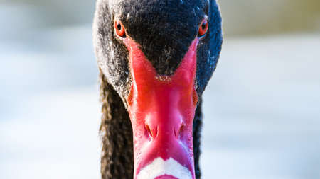 Close up portrait of a Wild Black Swan in Adelaide Hills, South Australiaの写真素材
