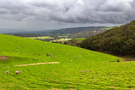 Sheep grazing on a farm during winter season in Adelaide Hills, South Australiaの写真素材