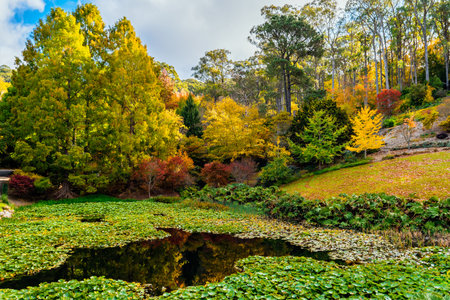 Mount Lofty public park on a day during autumn seasonの写真素材