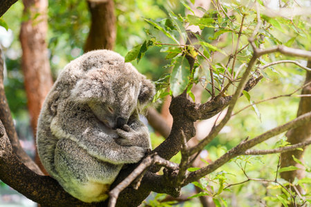 Koala bear sleeping on the tree on a day in Australiaの写真素材