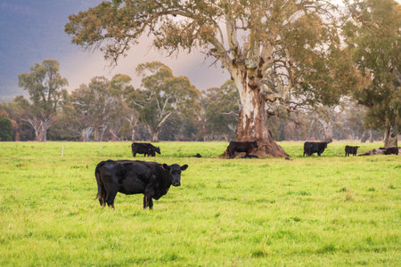 Cows grazing on a dairy farm in rural Victoria at sunset time after the rain, Australiaの写真素材