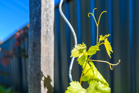 Homegrown grapevine in the backyard, South Australiaの写真素材