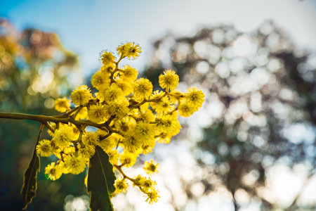 Golden Wattle tree (Acacia pycnantha) blooming during late winter season in August. Wattle tree is a native Australian tree, known for its vibrant yellow flowers and blooms during late winterの写真素材