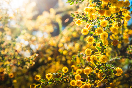 Golden Wattle tree (Acacia pycnantha) blooming during late winter season in August. Wattle tree is a native Australian tree, known for its vibrant yellow flowers and blooms during late winterの写真素材