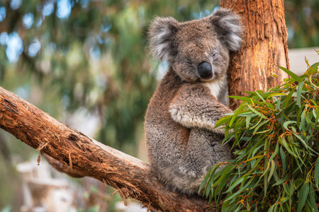Australian koala bear sleeping on eucalyptus tree branch on a day, South Australiaの写真素材