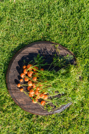 Home grown organic round carrots fresh harvested and placed on barn wood plate on green grassの写真素材