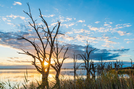Lake Bonney old dead trees with first sunlight shining through branches at sunrise, Riverland, South Australiaの写真素材