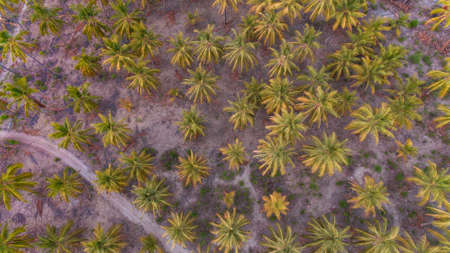 palm trees, mafia islandの写真素材