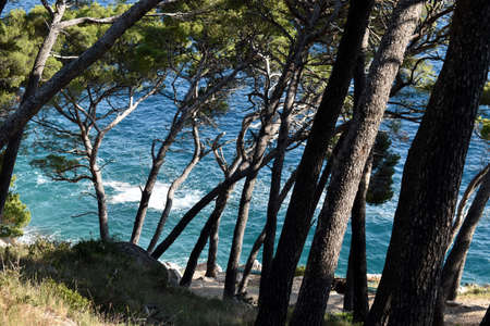Pine forest by the blue sea, Dalmatian coast!の写真素材