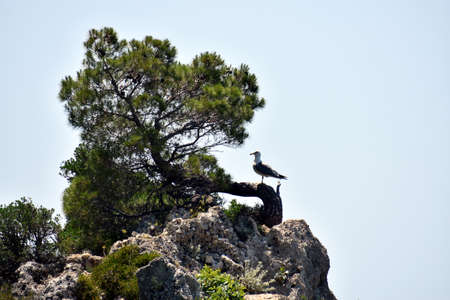 The seagull guards the young swans, by the tree on the stone!の写真素材