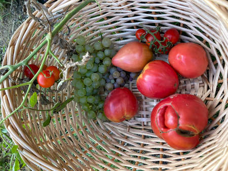 Homemade tomatoes and grapes from the garden!の写真素材