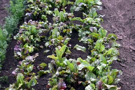 He was growing beets in the garden.