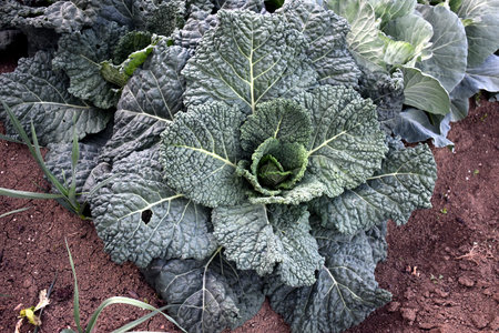 Kale in the garden, bio cultivation.