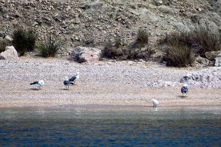 Beautiful view of the beach in the wild.の写真素材