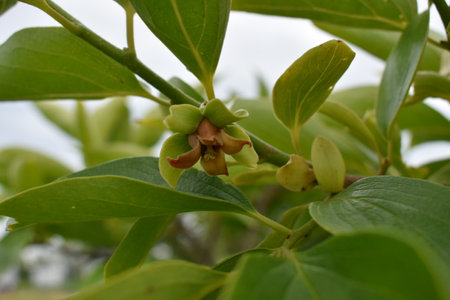 Tree with unopened fruits and green leaves in springの写真素材