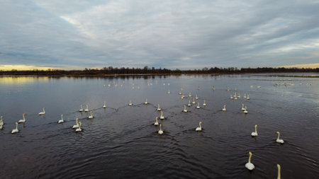 A Peaceful Gathering of Swans on a Still Autumn Lakeの写真素材