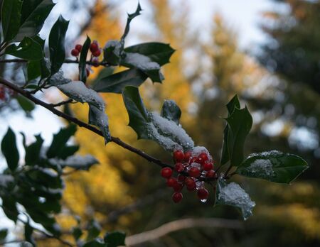 Rowan berries in the winter covered with snow on leafsの写真素材