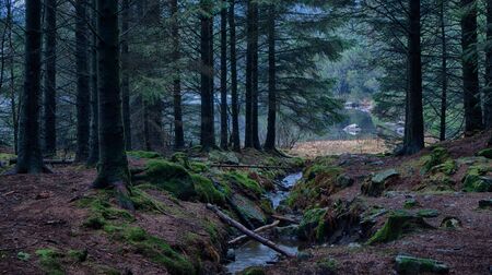 Creek in the forest, light and a lake at the endの写真素材