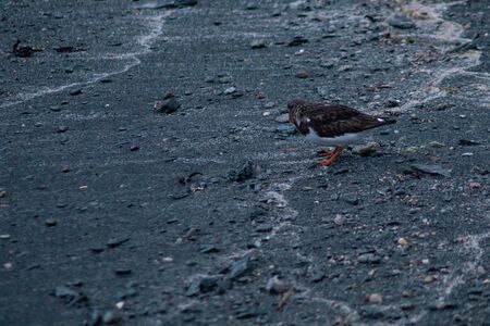 Two Ruddy Trunstone searching for food in the shore lineの写真素材