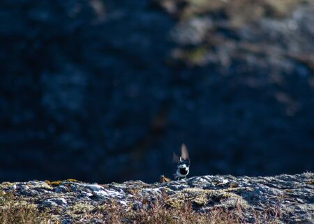 White wagtail eating a bug on a rock in the wildの写真素材