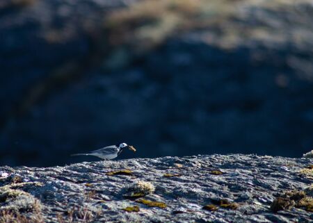 White wagtail eating a bug on a rock in the wildの写真素材