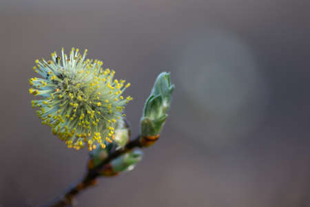 Close up of goat willow tree in full blossom in Juneの写真素材