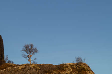Birch trees in warm light with lake and rocks in backgroundの写真素材