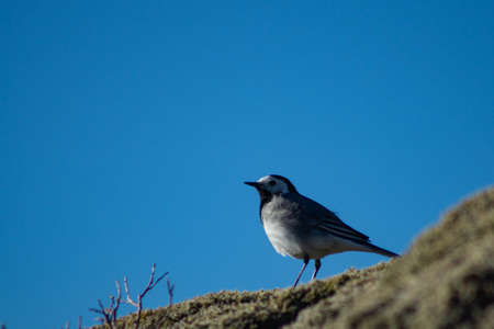 Close-up of White wagtail standing on a mossy rock with clear blue skyの写真素材