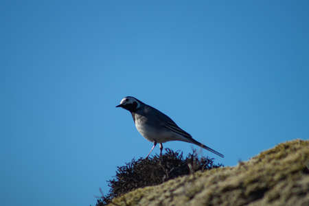 Close-up of White wagtail standing on a mossy rock with clear blue skyの写真素材