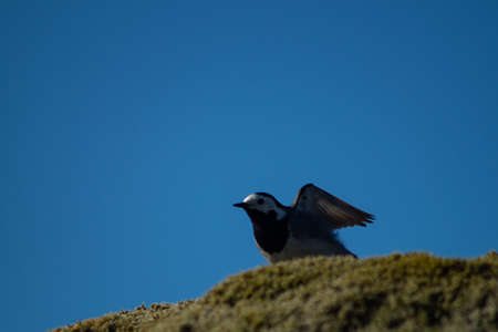 Close-up of White wagtail standing on a mossy rock with clear blue skyの写真素材