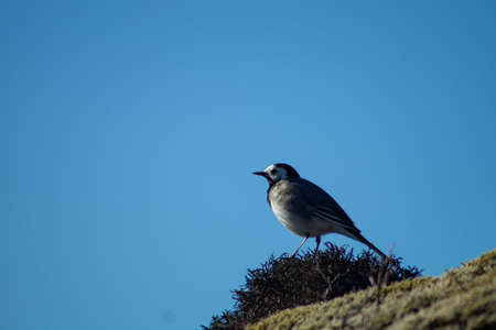 Close-up of White wagtail standing on a mossy rock with clear blue skyの写真素材