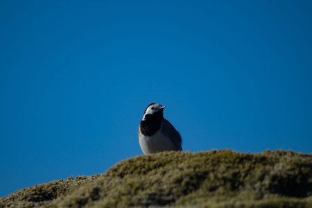 Close-up of White wagtail standing on a mossy rock with clear blue skyの写真素材
