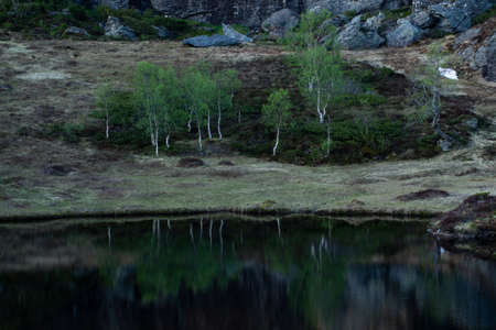 Birch trees with green leafs and reflection in the mountain waterの写真素材