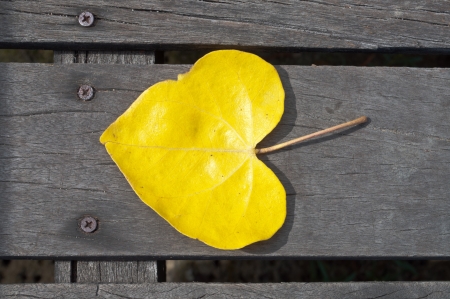 Yellow heart-shaped leaves On the floor.の写真素材