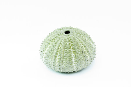 The Spherical shell on a white background 