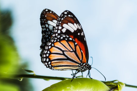Common Tiger butterfly (Danaus genutia) commonly found in Thailand.