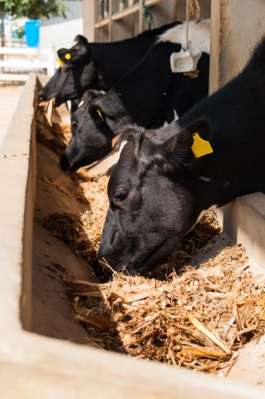 Farm cows eating the grass the cows.のeditorial素材