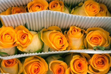 Bouquet of Yellow roses in a common address. For background.の写真素材