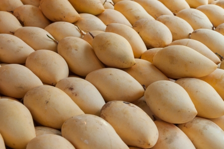 Golden ripe mangoes. Many in the market.の写真素材