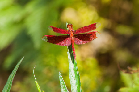 Red dragonfly perched on the tip of a blade of grass green.