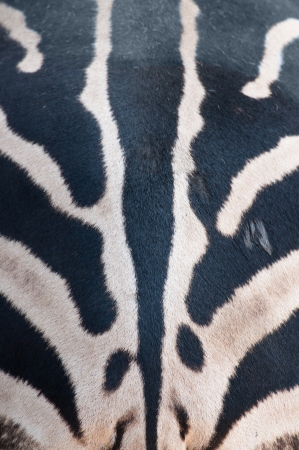 The black and white zebra stripes vertical.の写真素材